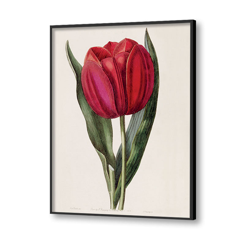 Botanical 1