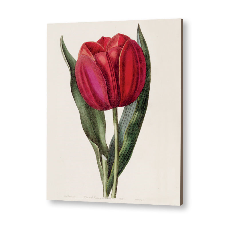 Botanical 1