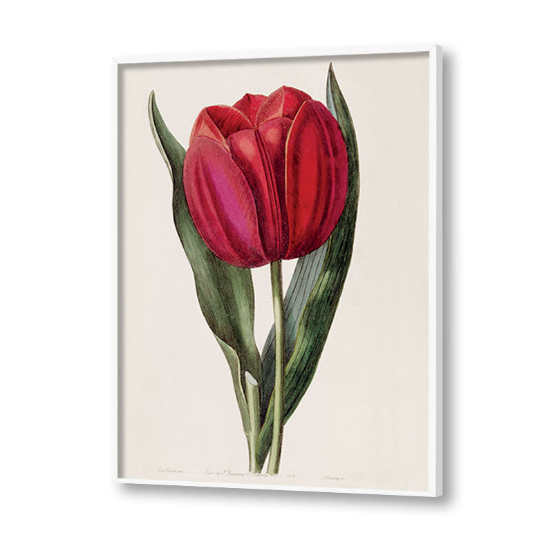 Botanical 1