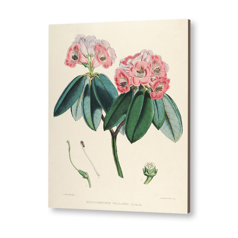 Botanical 2
