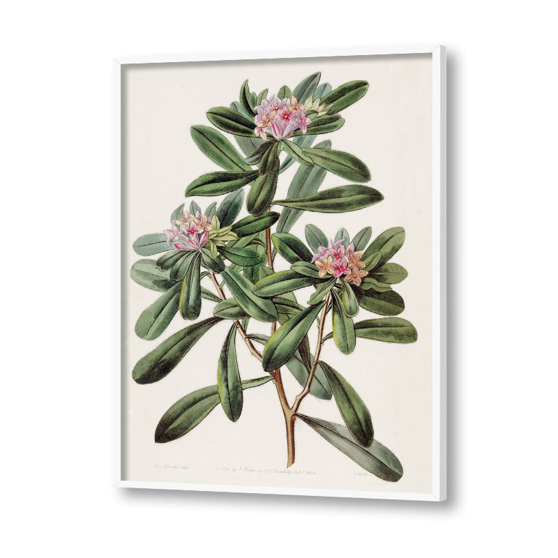 Botanical 7