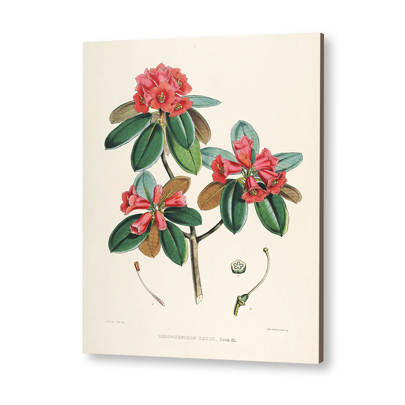 Botanical 9
