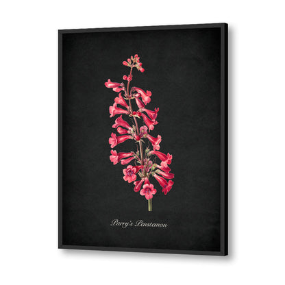 Night Garden 10 - Parry's Penstemon