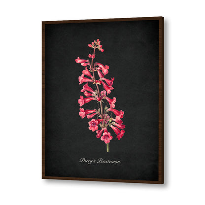 Night Garden 10 - Parry's Penstemon