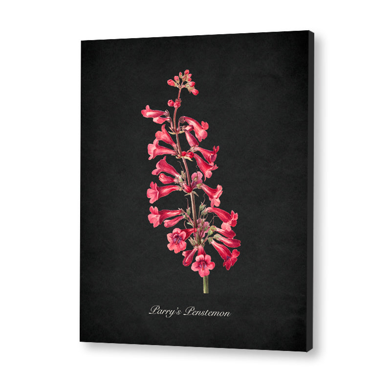 Night Garden 10 - Parry's Penstemon