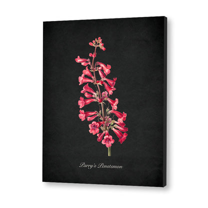 Night Garden 10 - Parry's Penstemon