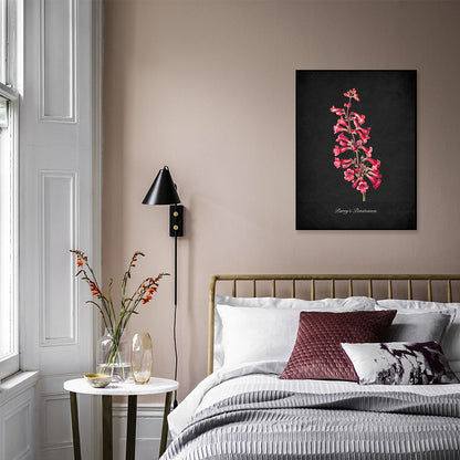 Night Garden 10 - Parry's Penstemon