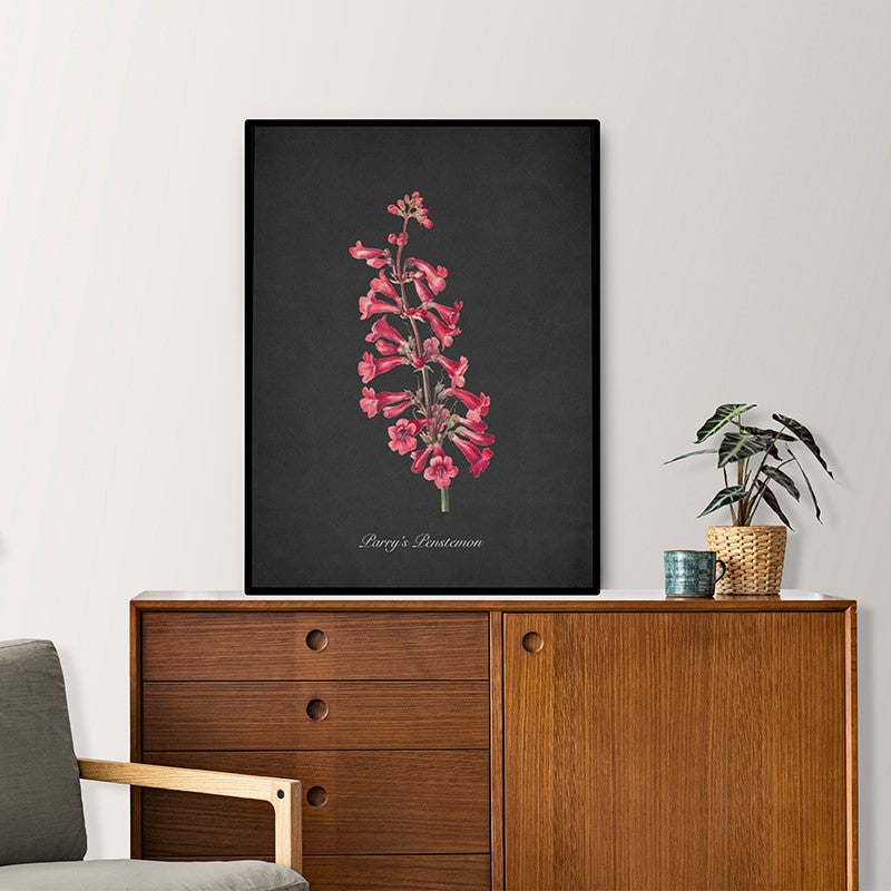 Night Garden 10 - Parry's Penstemon