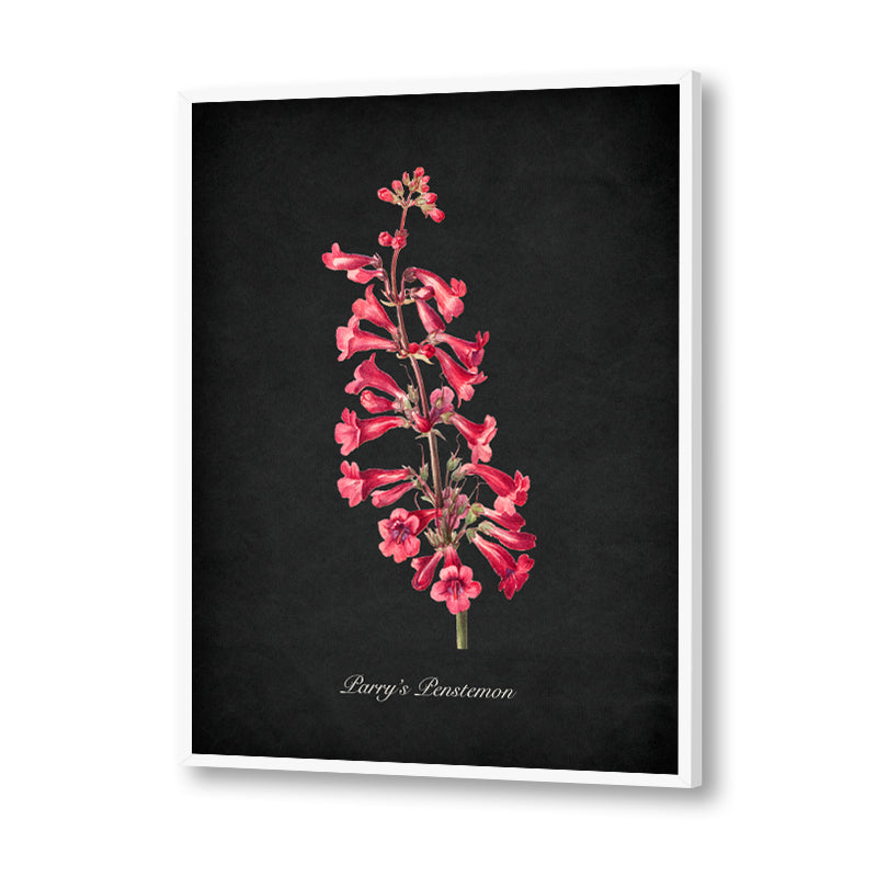 Night Garden 10 - Parry's Penstemon