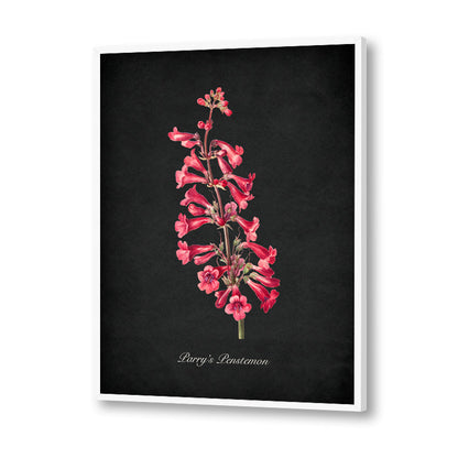 Night Garden 10 - Parry's Penstemon