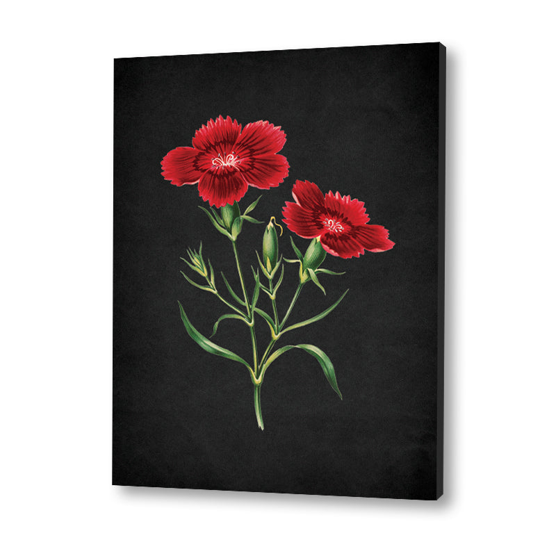 Noir Bloom 3