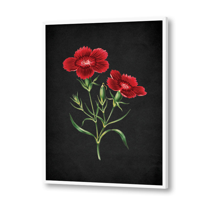 Noir Bloom 3