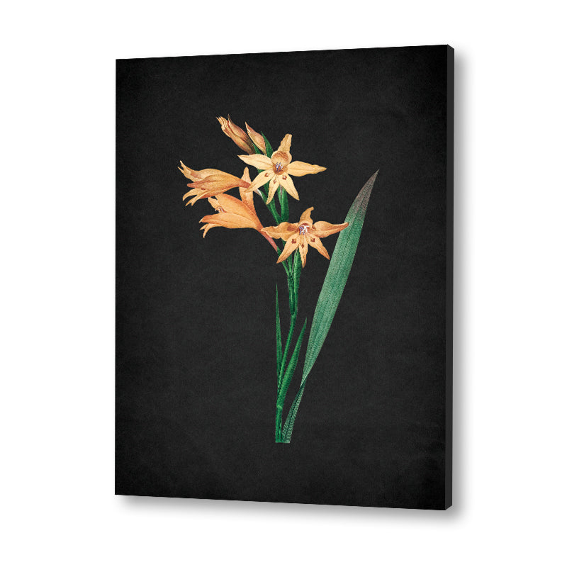 Noir Bloom 5