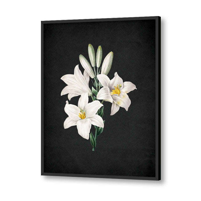 Noir Bloom 6