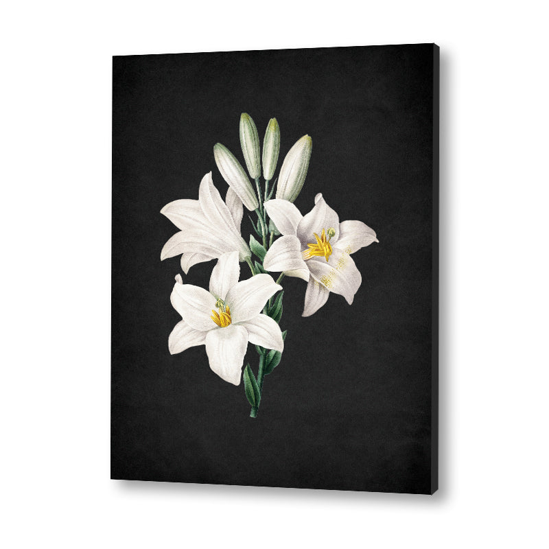 Noir Bloom 6