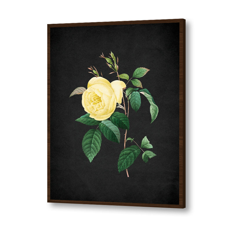 Noir Bloom 7
