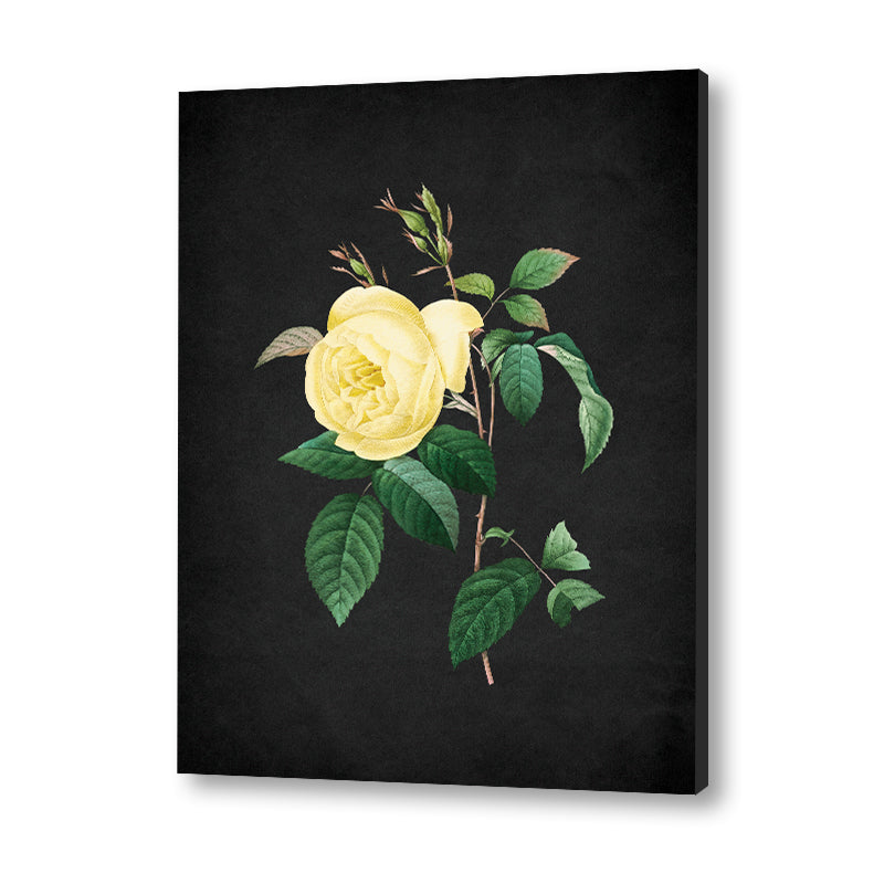 Noir Bloom 7