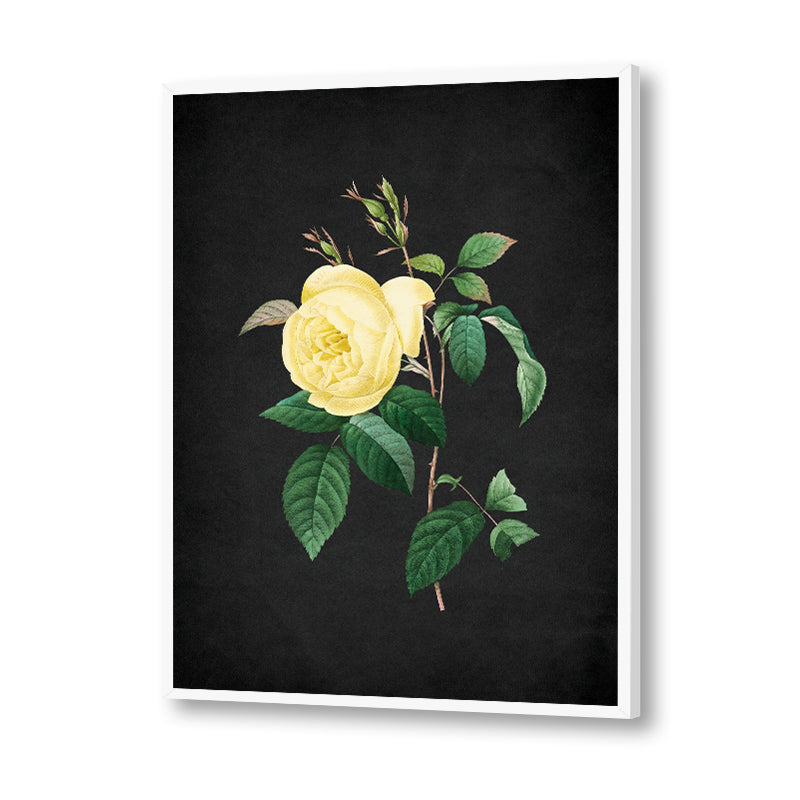 Noir Bloom 7
