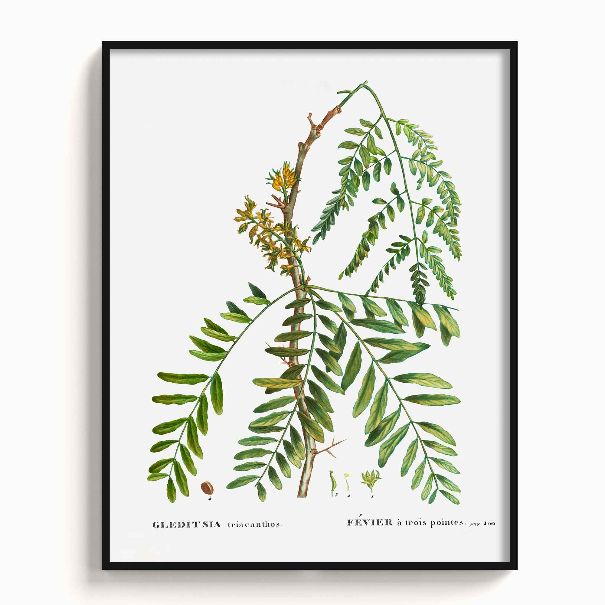 Botanicals