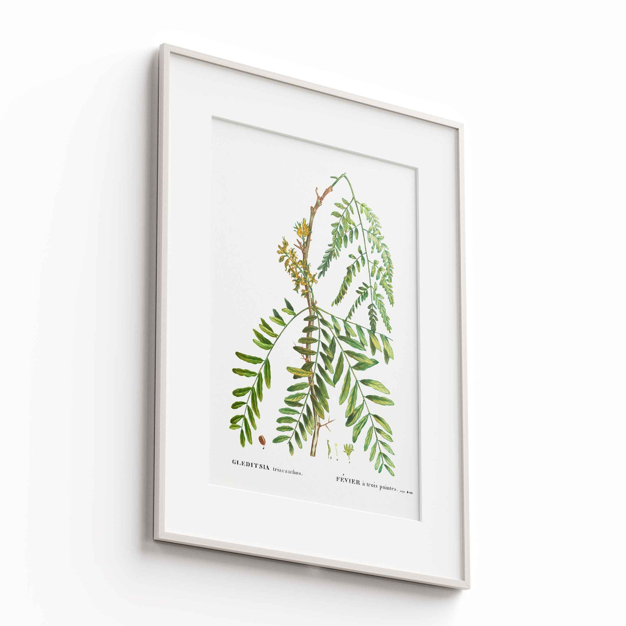 Botanicals