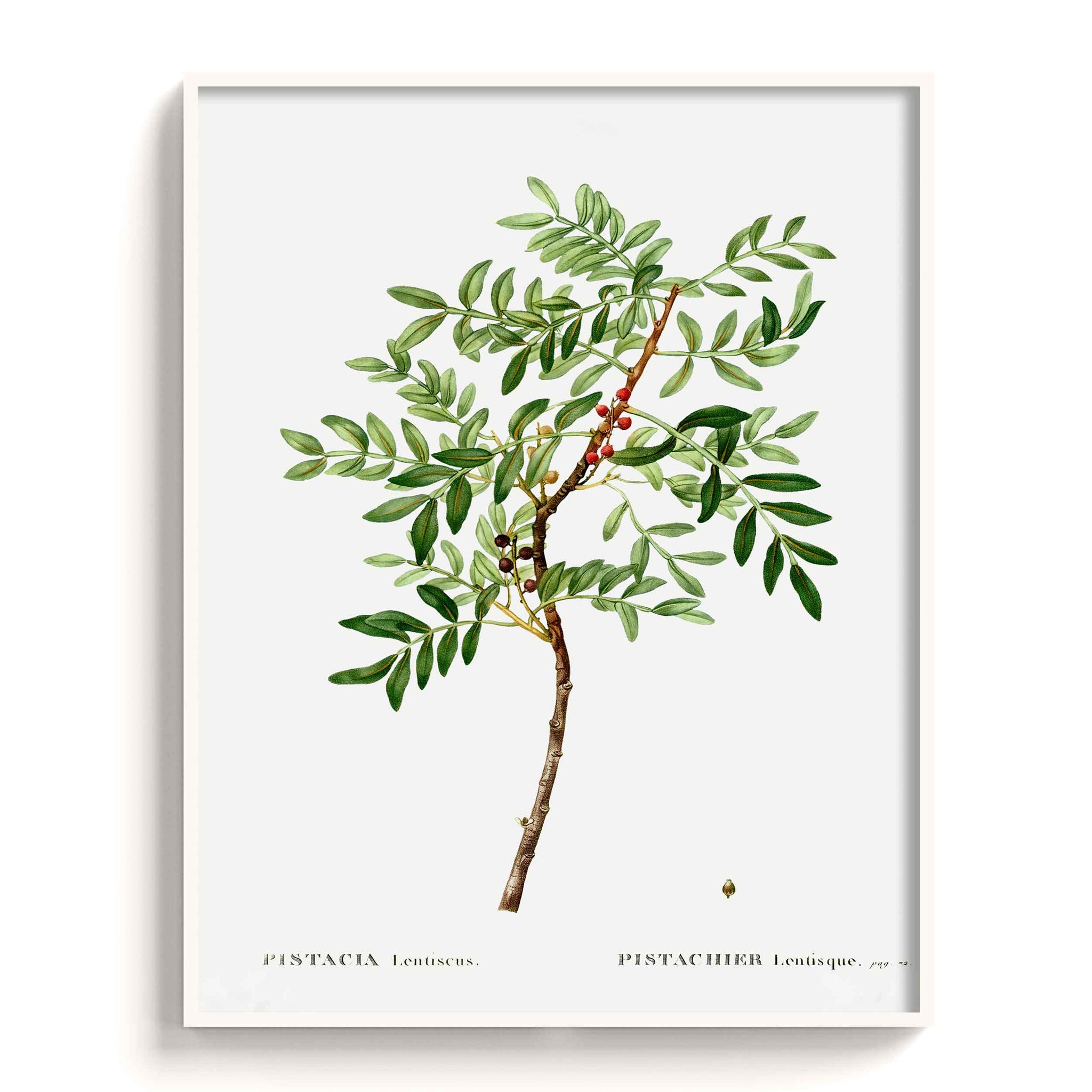 Botanicals