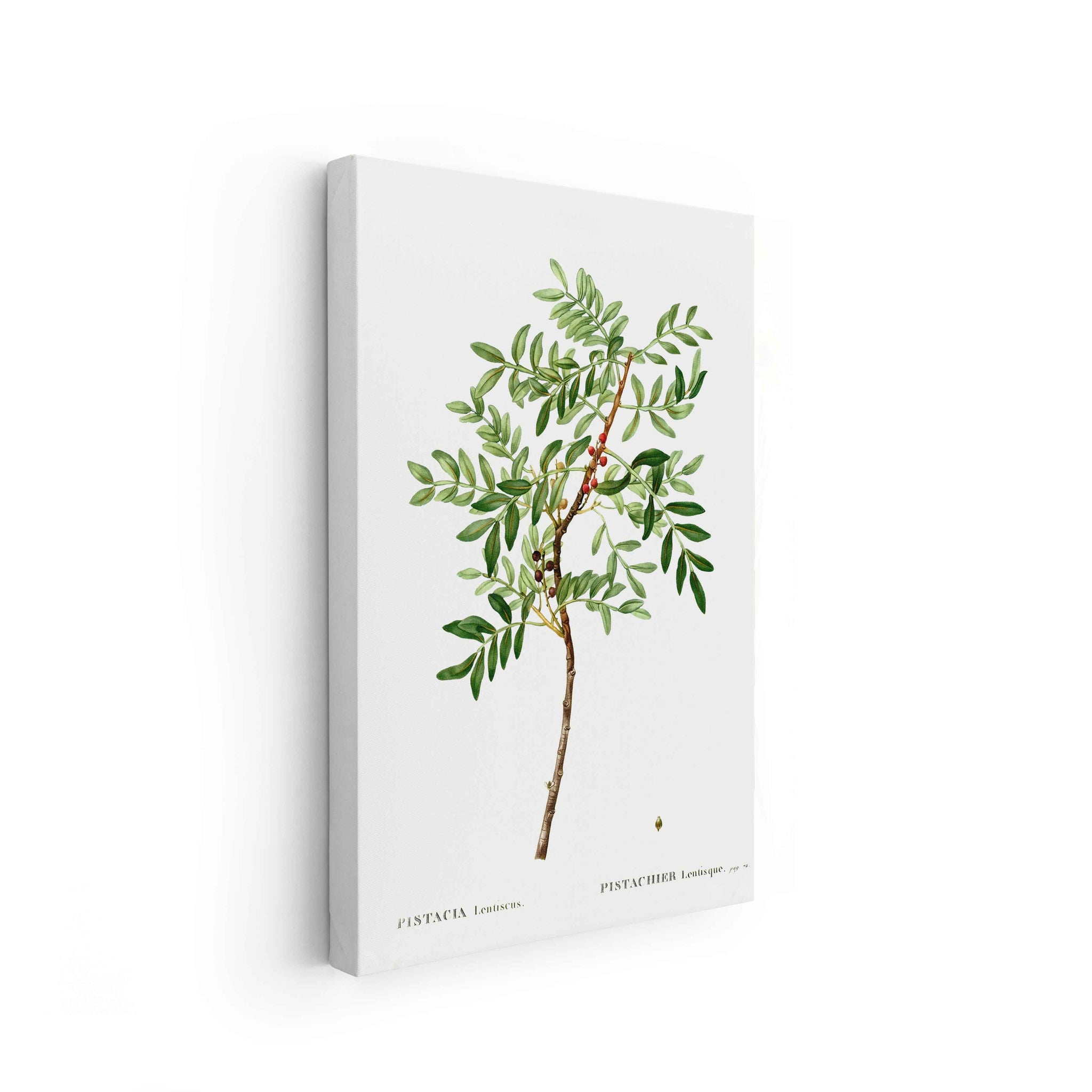 Botanicals
