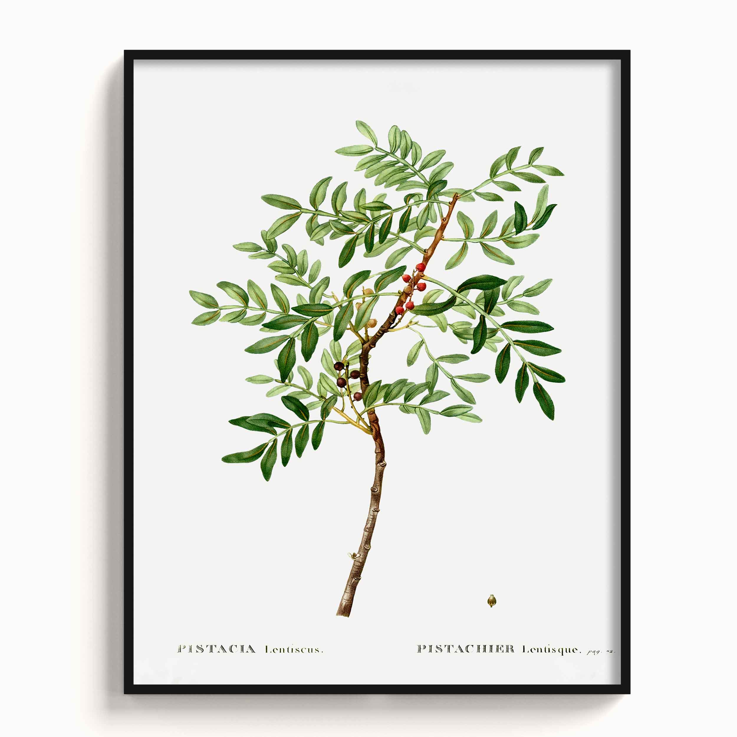 Botanicals