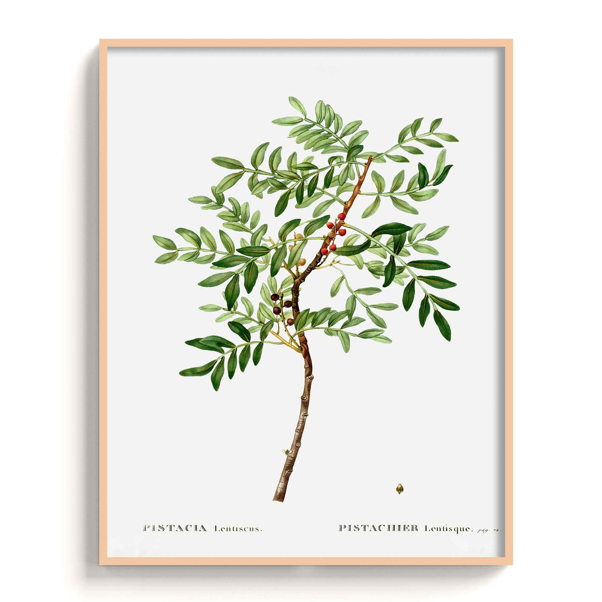 Botanicals