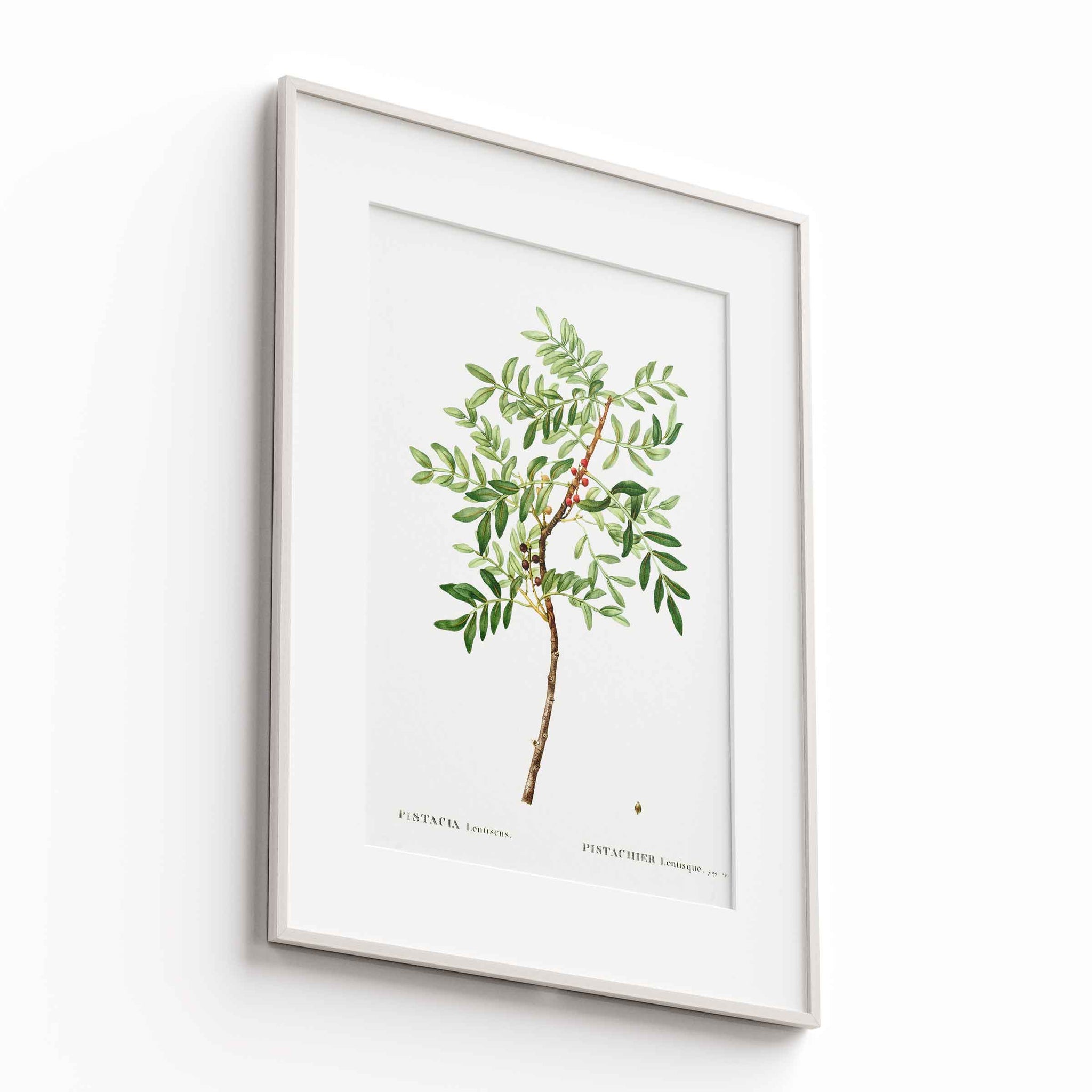 Botanicals