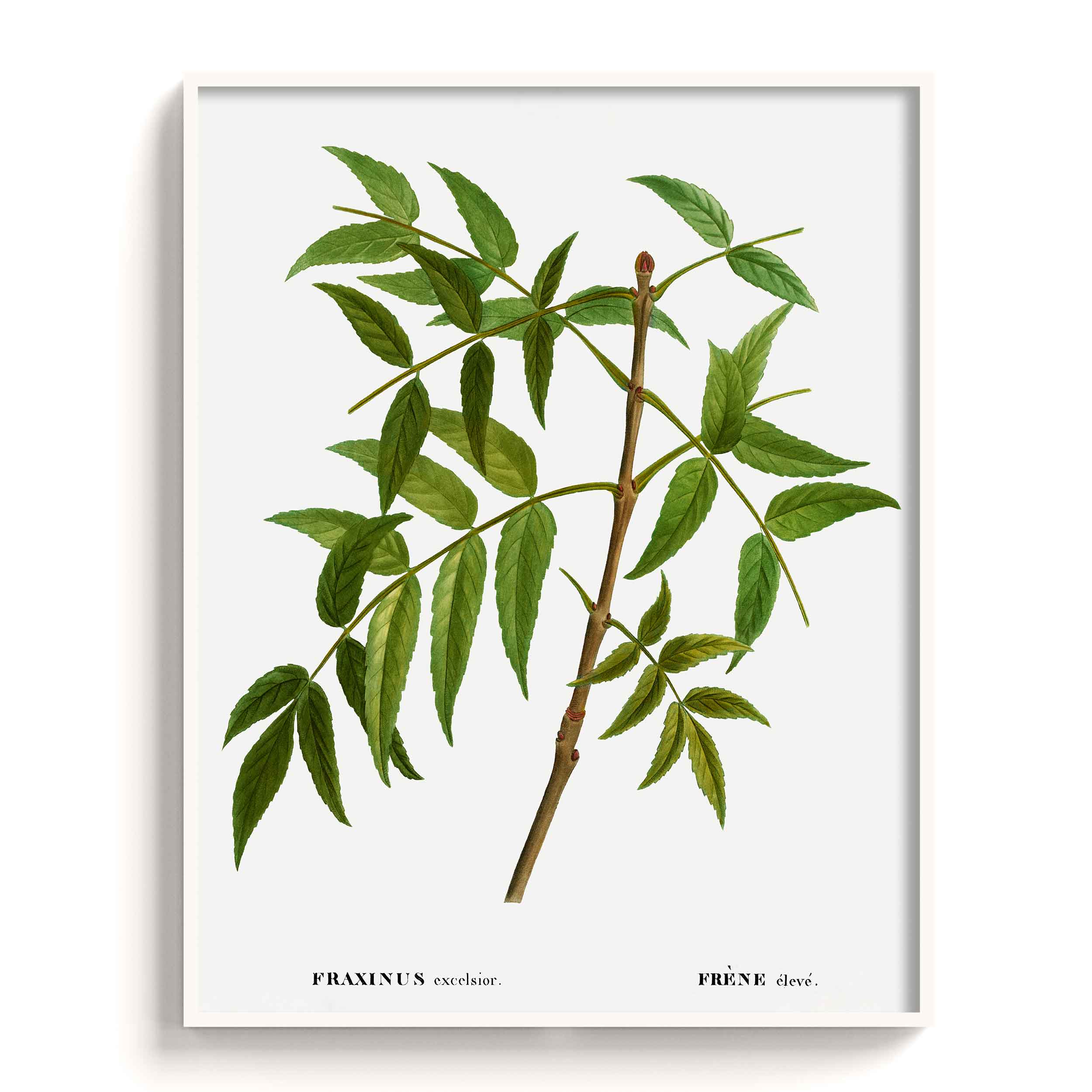 Botanicals