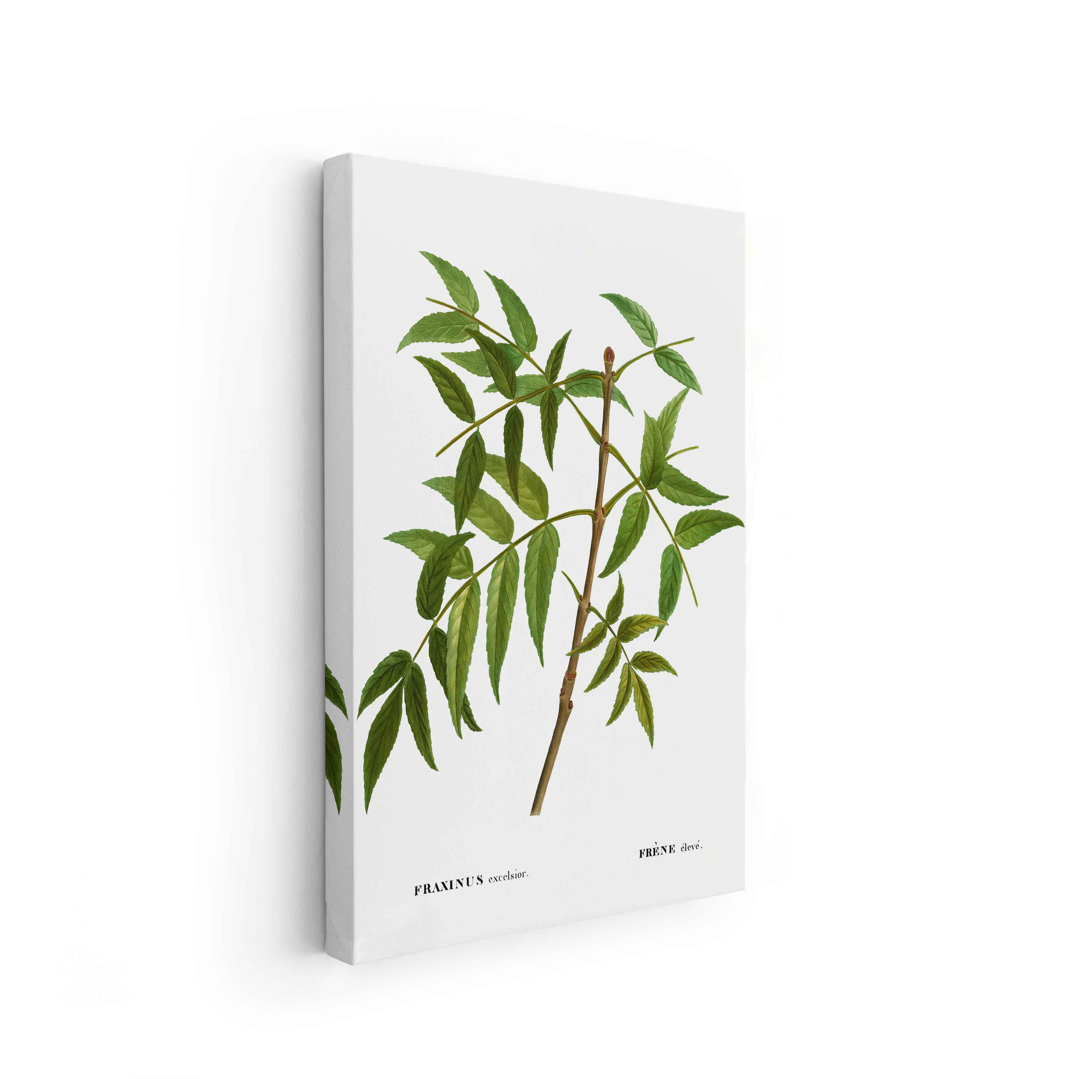 Botanicals