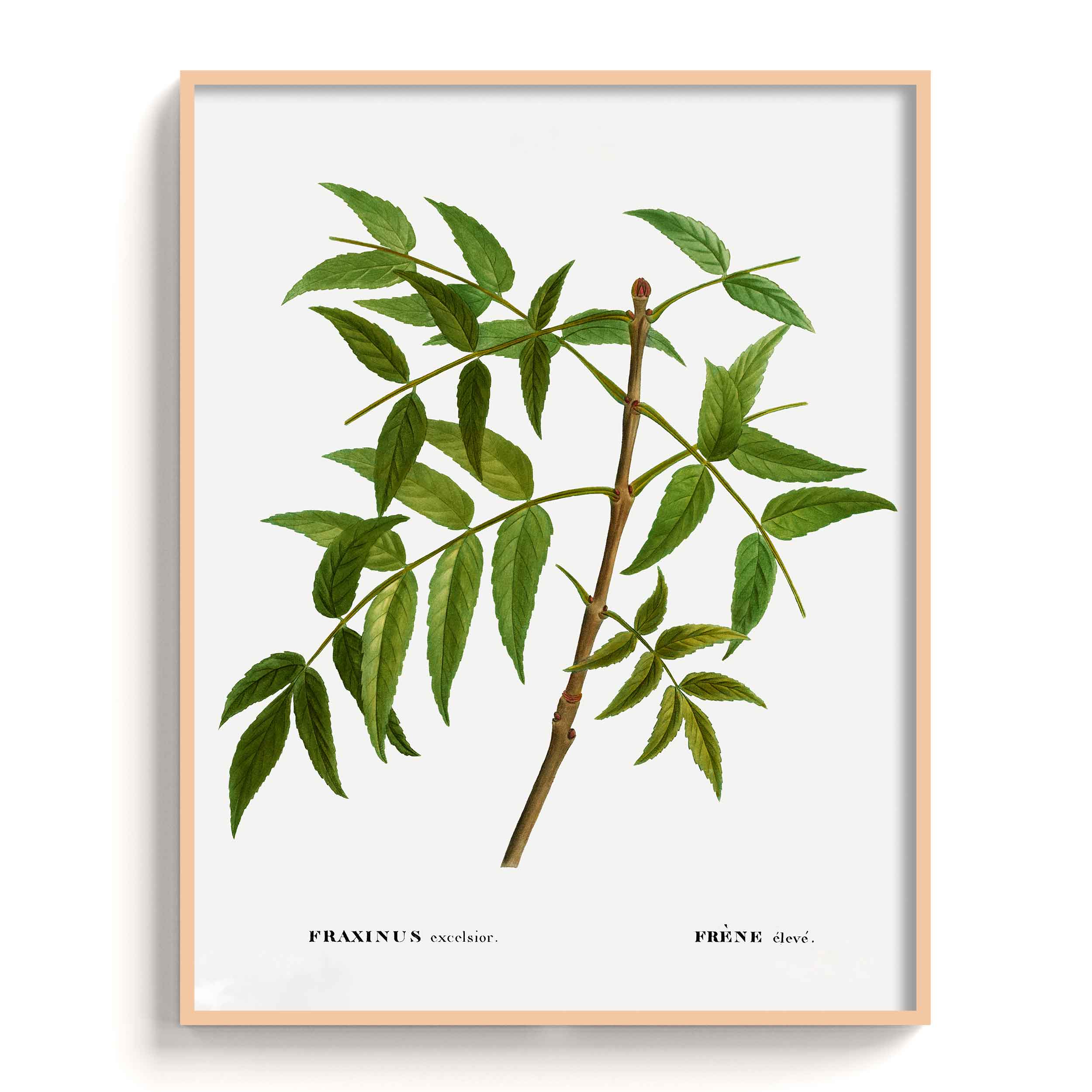 Botanicals