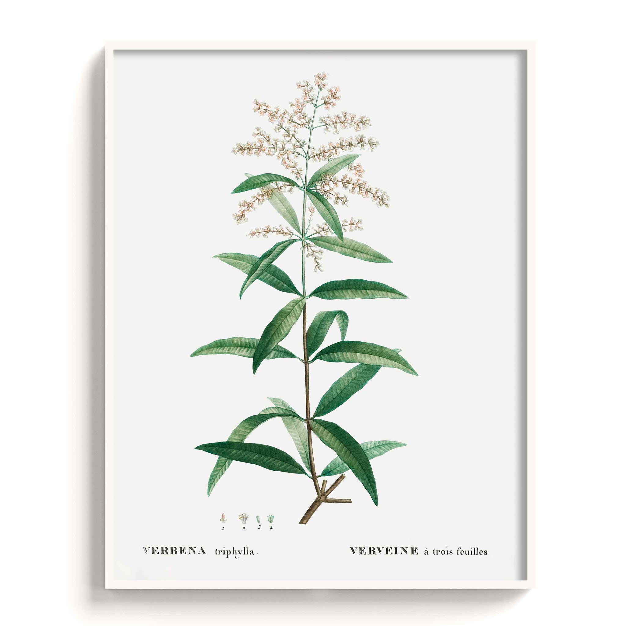 Botanicals