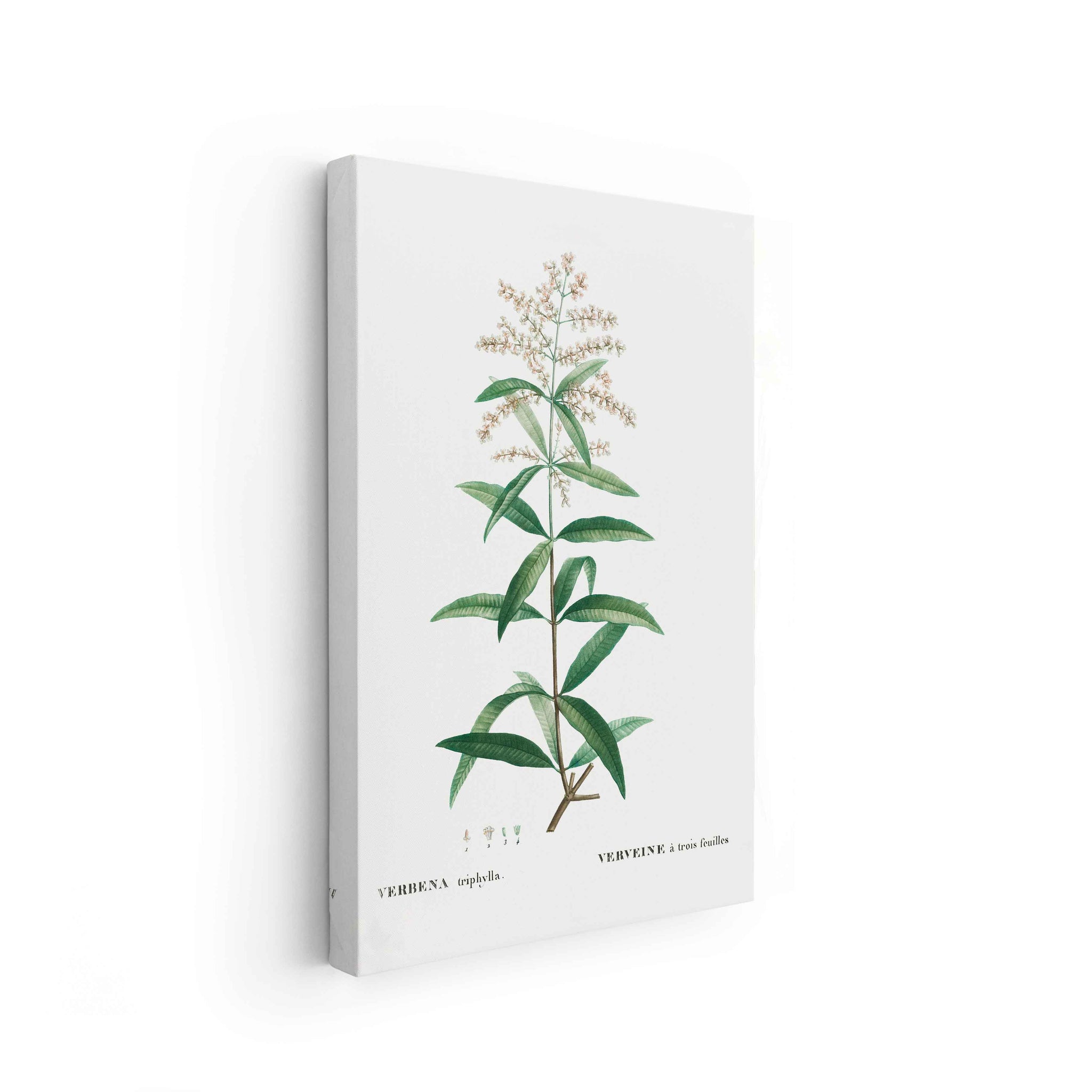 Botanicals