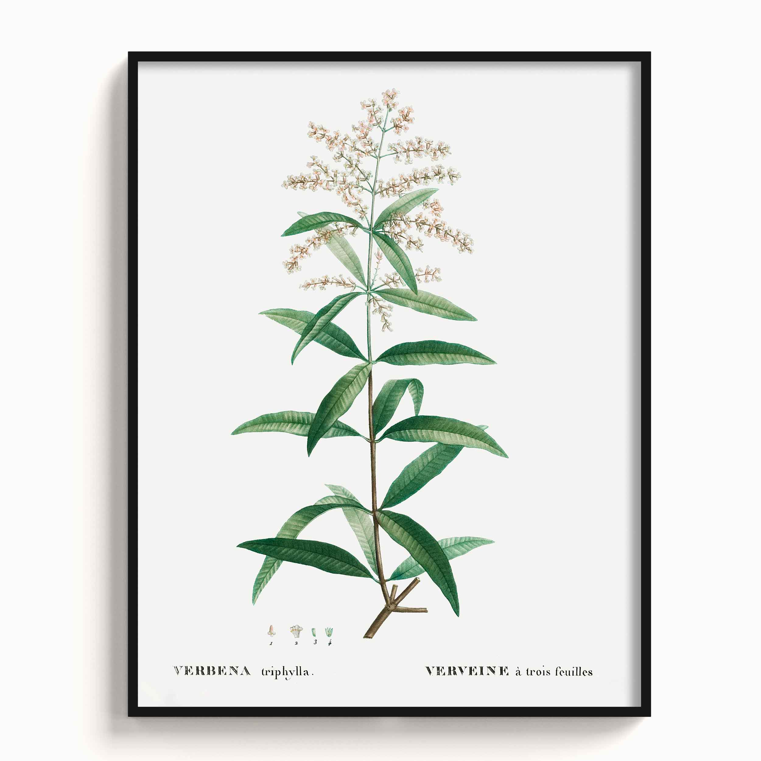 Botanicals