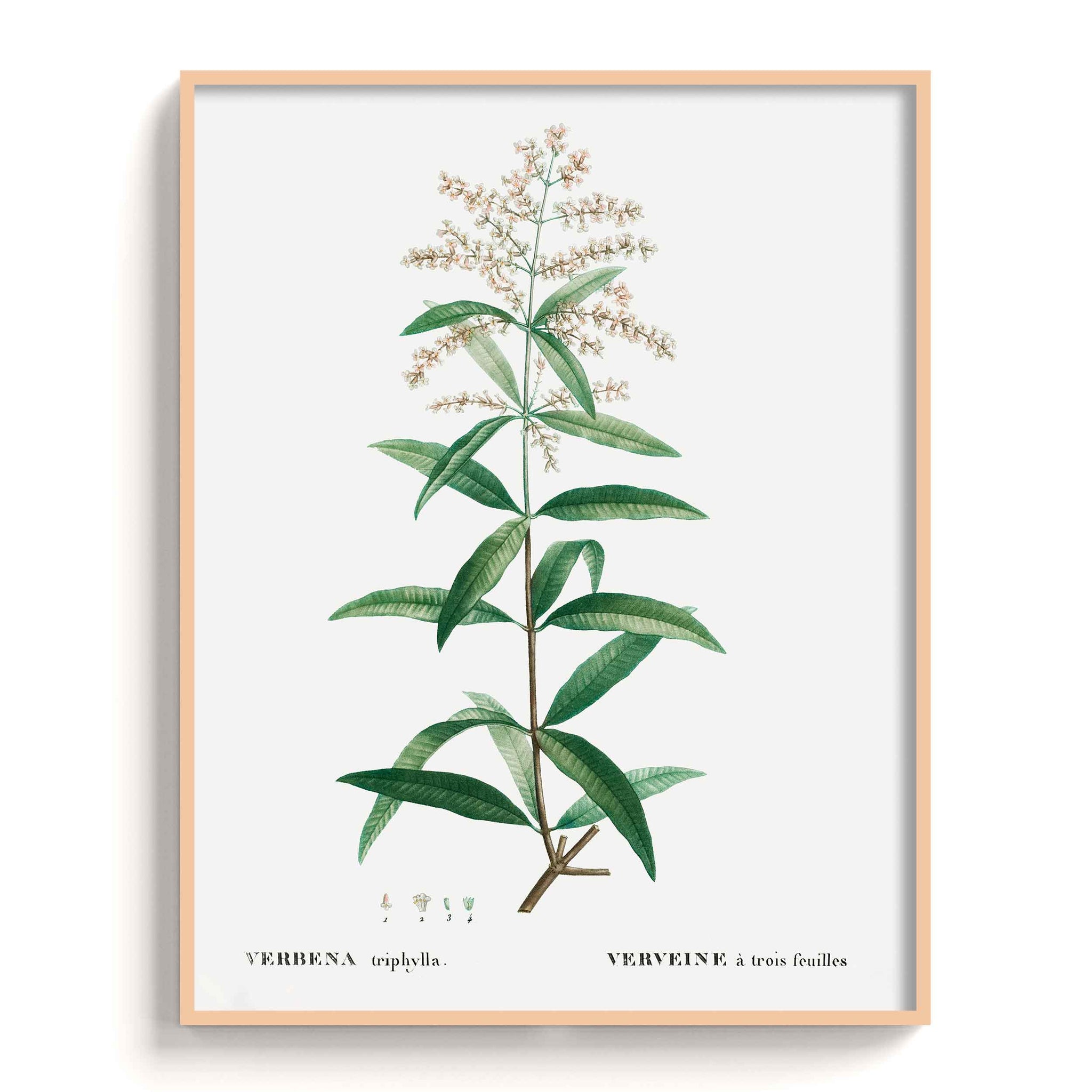 Botanicals