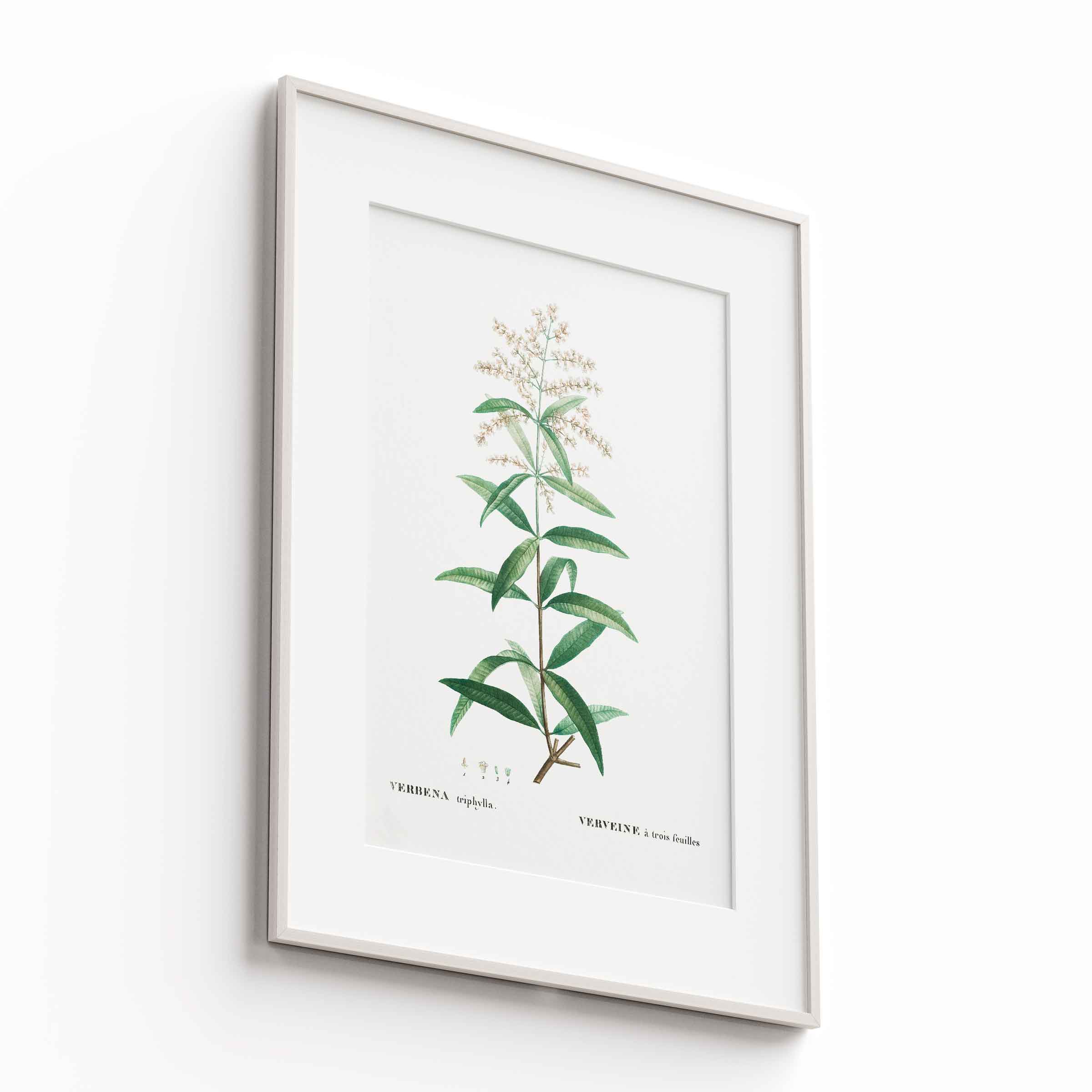Botanicals