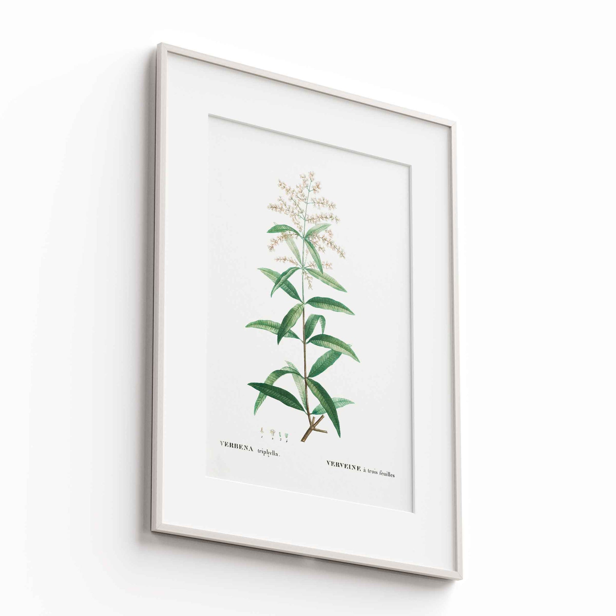 Botanicals