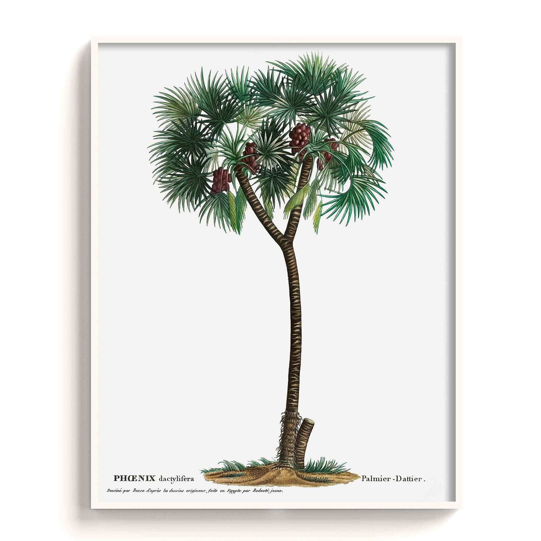 Botanicals