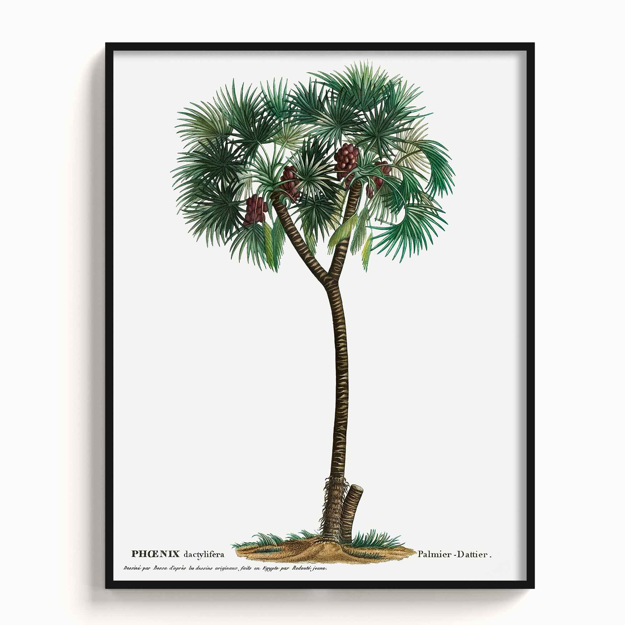 Botanicals