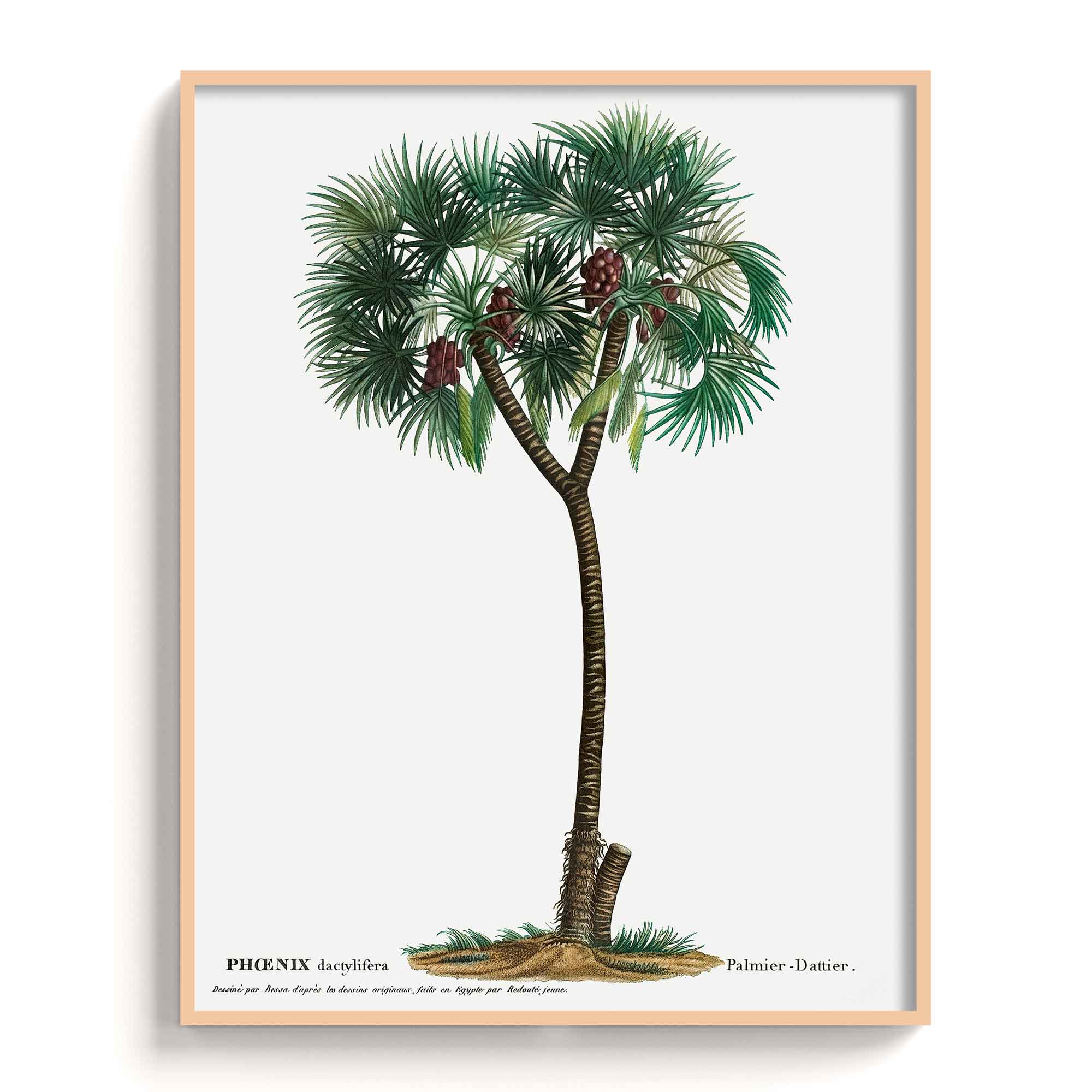 Botanicals