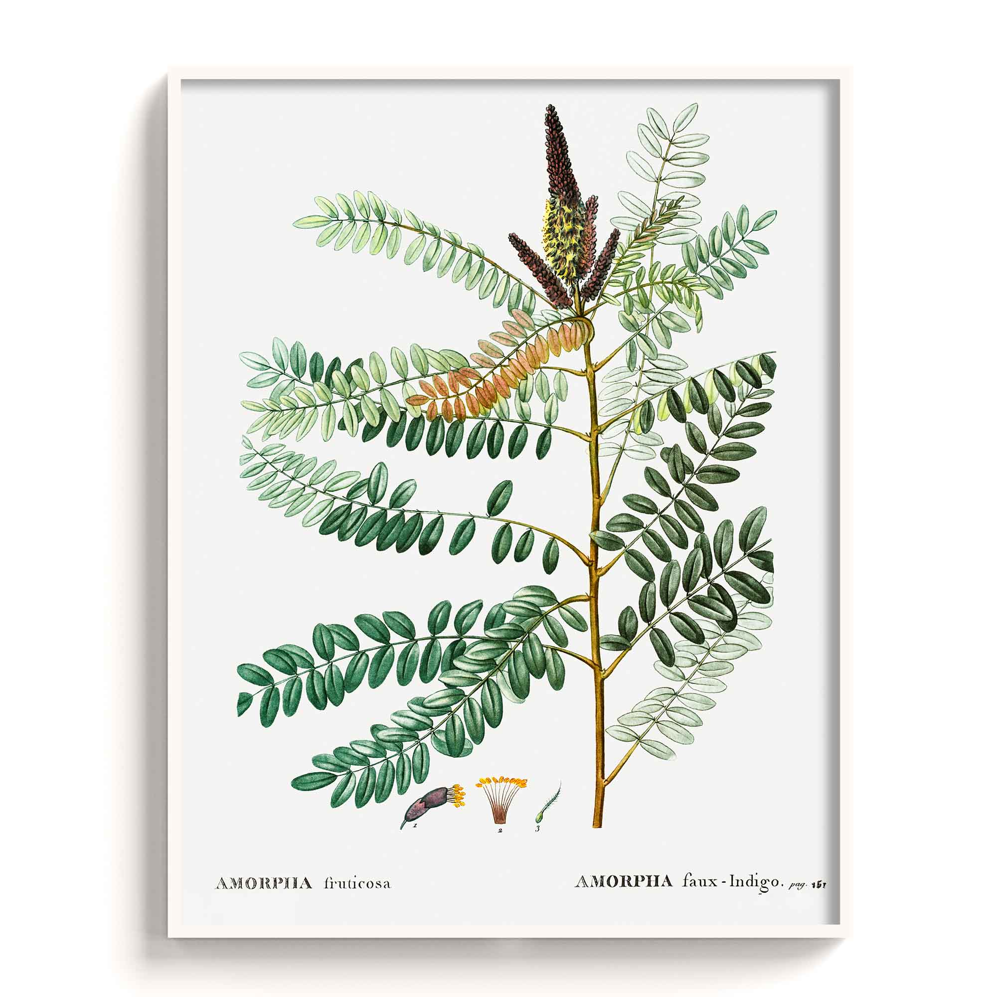 Botanicals