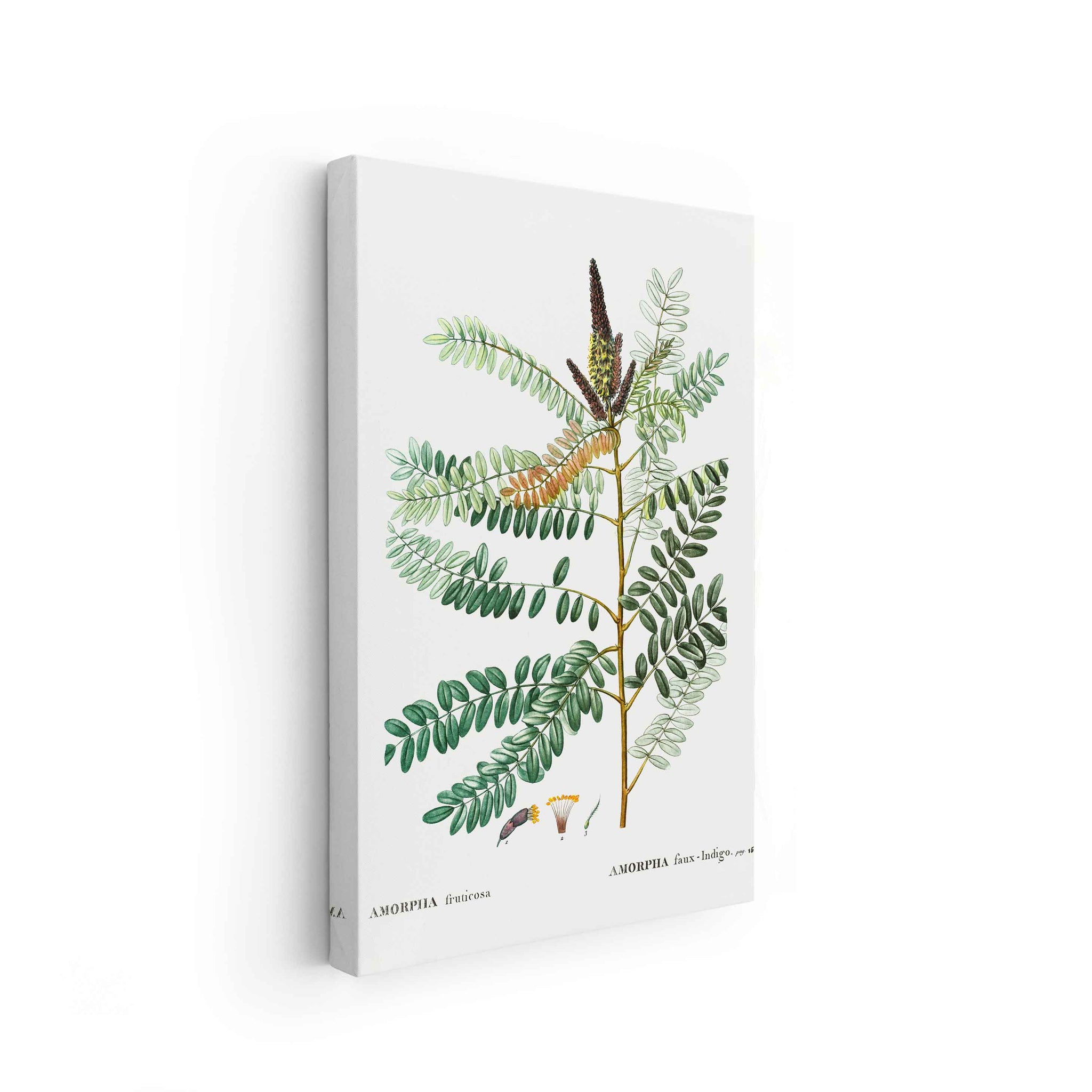 Botanicals