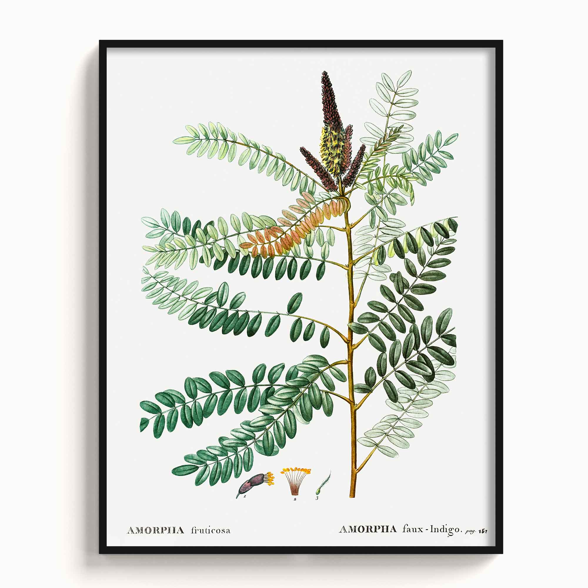 Botanicals