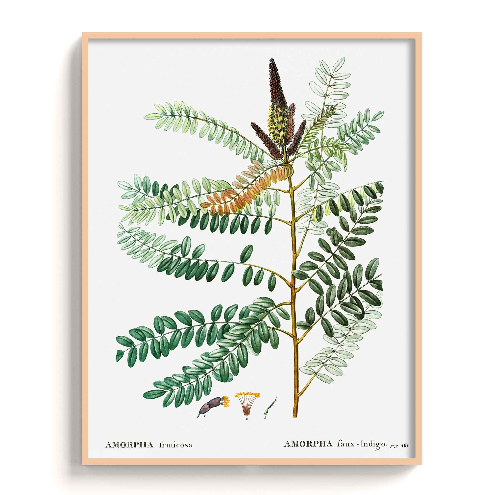 Botanicals