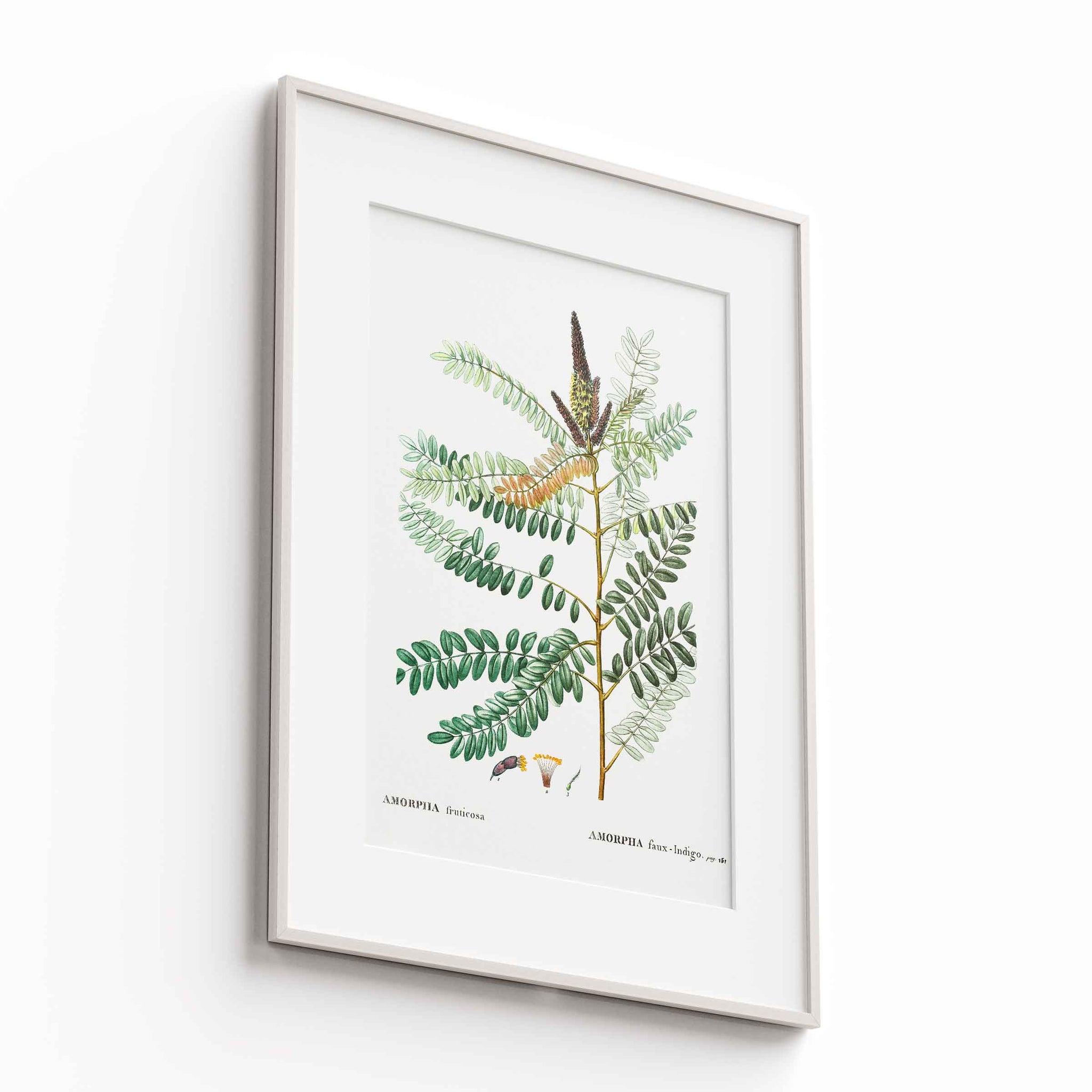 Botanicals