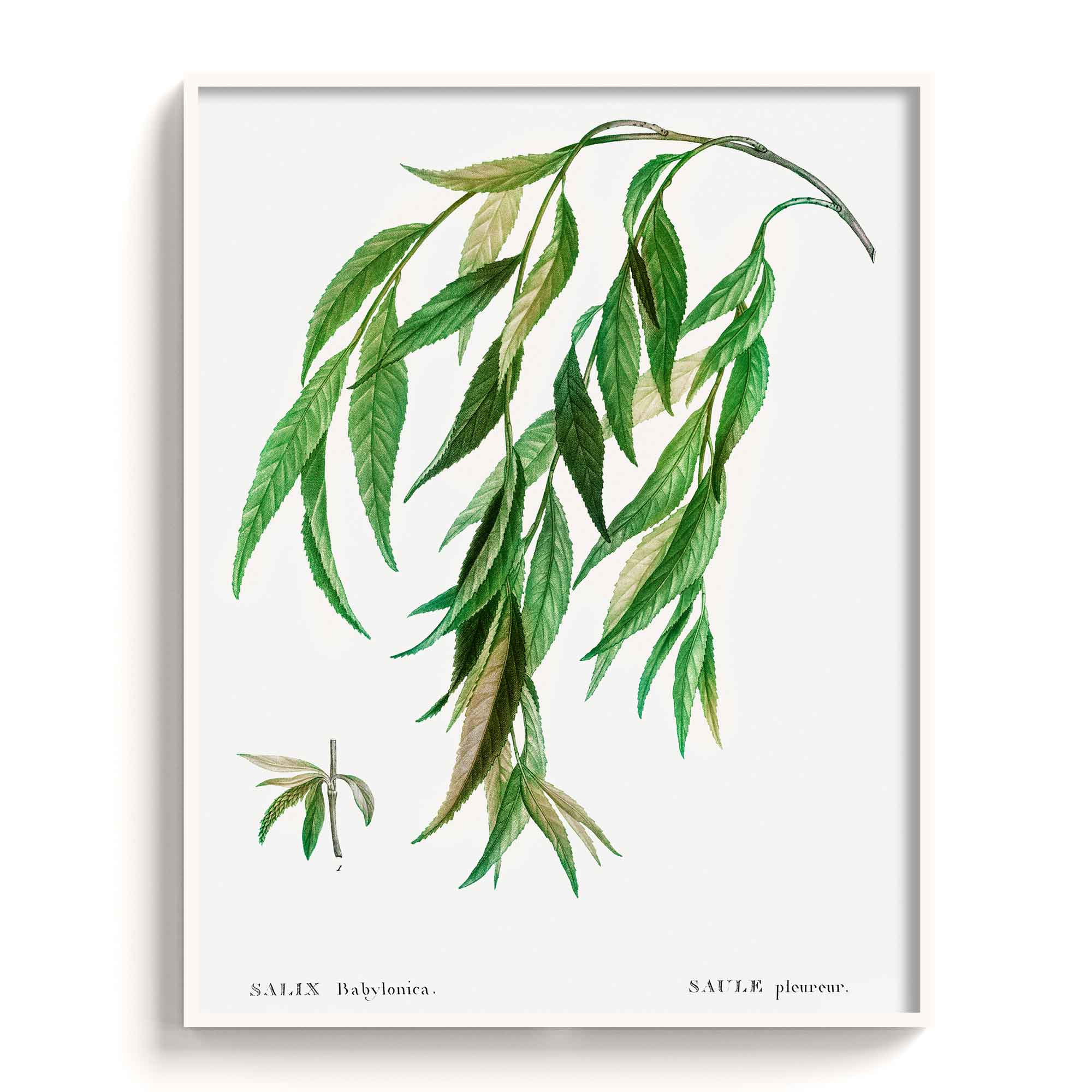 Botanicals