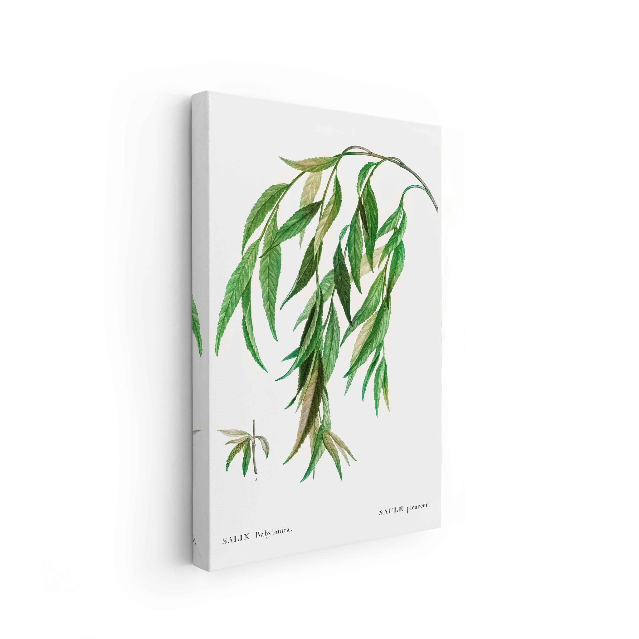 Botanicals