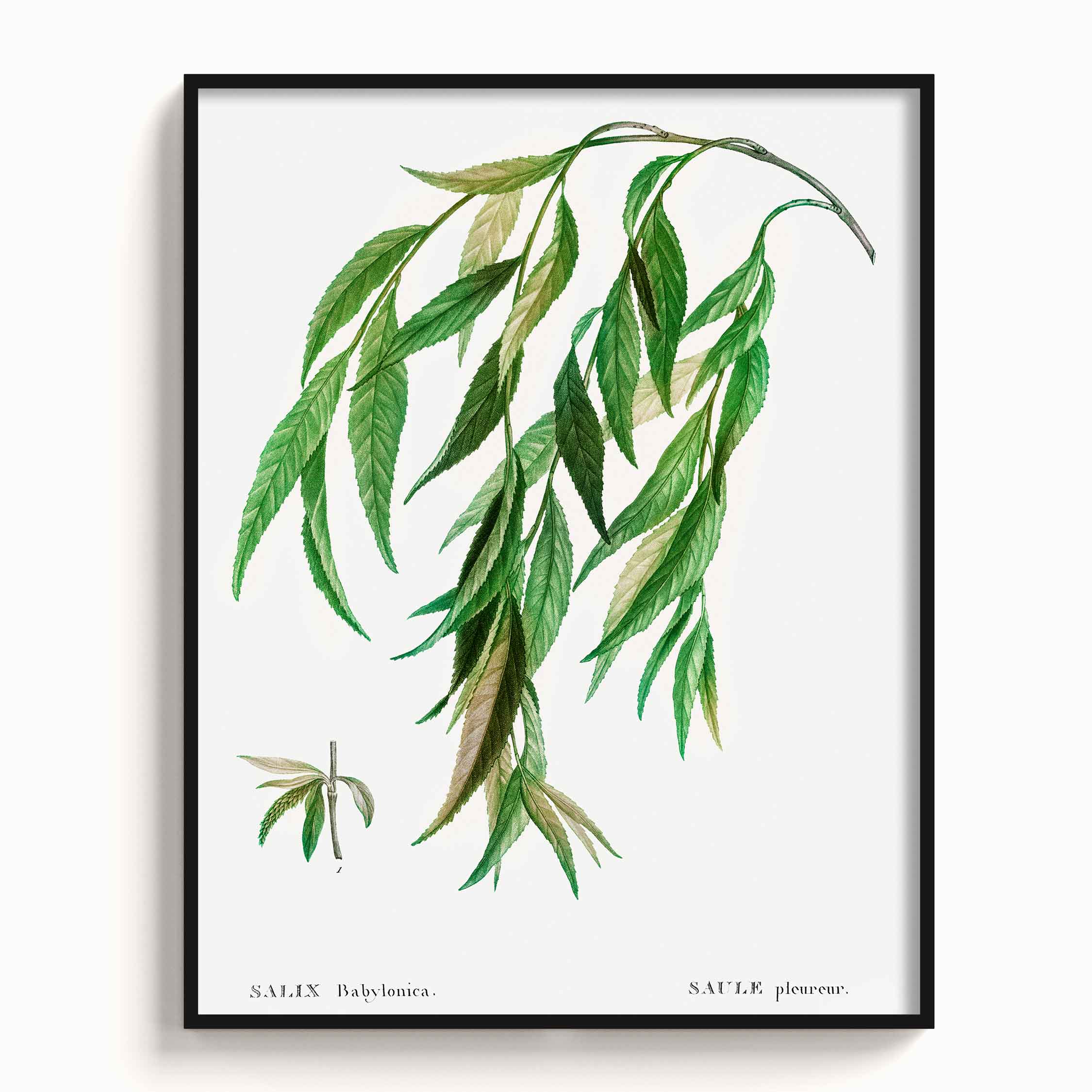 Botanicals