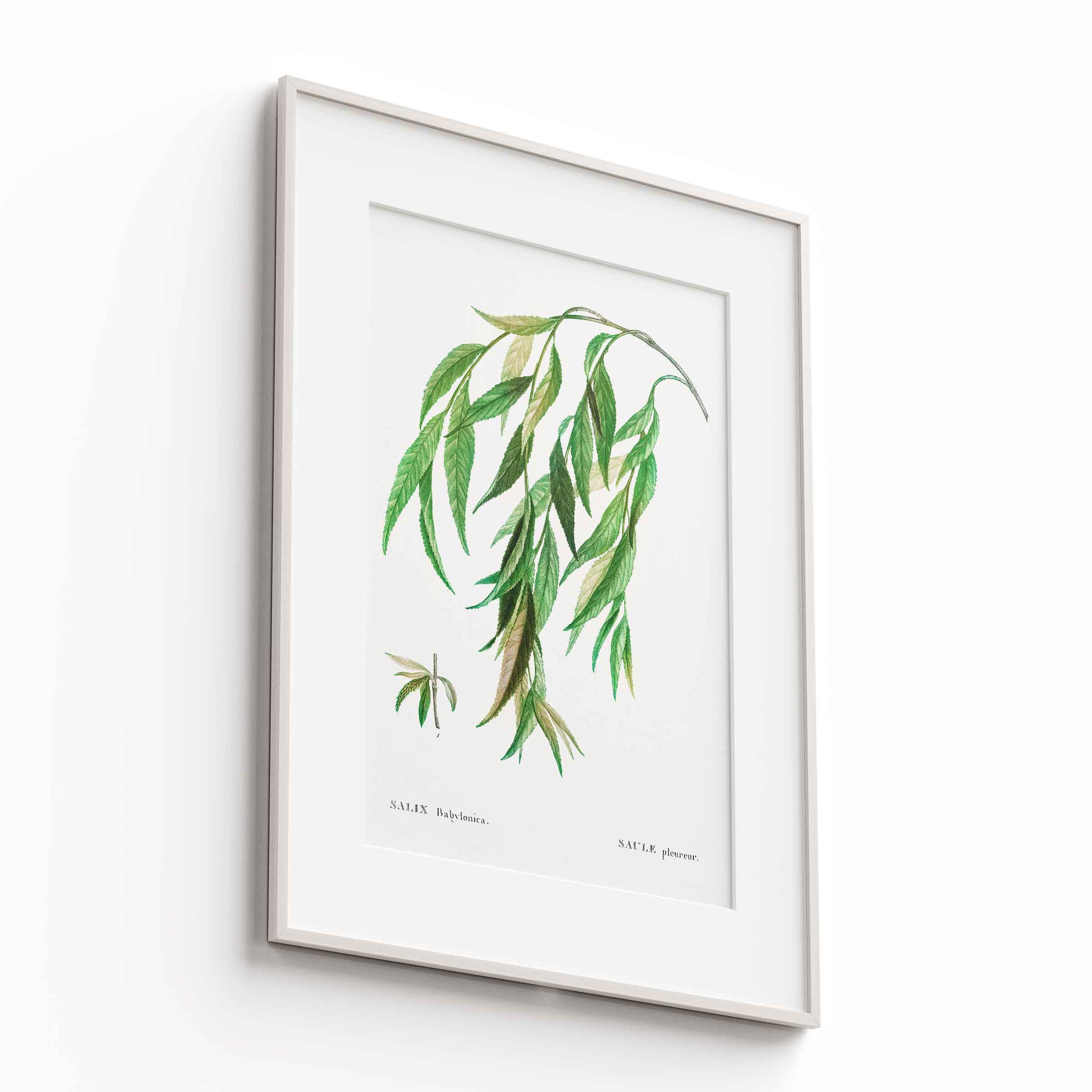 Botanicals